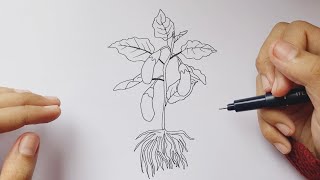 CARA GAMBAR POHON TERONG  HOW TO DRAW EGGPLANT TREE [upl. by Colyer]