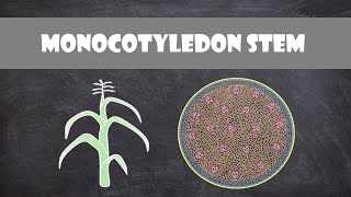 Monocot Stem Structure and Function  Plant Biology [upl. by Hennie]