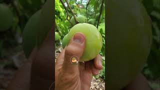 White Sapote [upl. by Octavie]