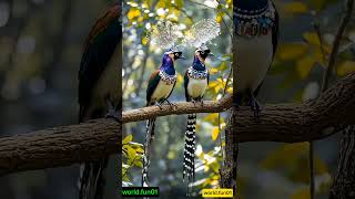 Help me 5k likes complete bird animals cuteanimal birdsingingmusic worldfun01 conky birdmen [upl. by Haya]