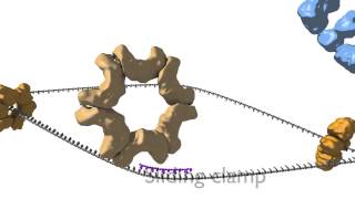 Theta Model Of Replication  Theta Replication [upl. by Mano]