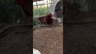 Blue over White Claret Yellow Leg Hatch  Ram Farm in Texas  Beautiful Birds [upl. by Tnecnivleahcim]