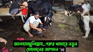 আলহামদুলিল্লাহগরুর খামারে নতুন মেহমানের আগমন 🐄 [upl. by Dnarud]