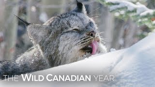 A Wild Canadian Lynx And A Cameraman Develop An Amazing Relationship  Wild Canadian Year [upl. by Flatto]