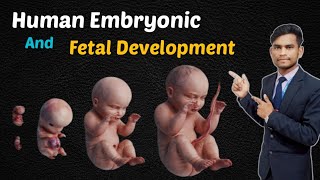 Human Embryonic And Fetal Development stage [upl. by Otxilac]