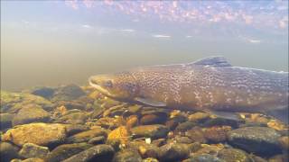 Forth Rivers Trust  River Wildlife  Multiple Salmon Swimming [upl. by Bilski]