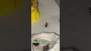 Camponotus Maculatus Subnudus de sortie mes encore assez timide ☺️ [upl. by Milah377]