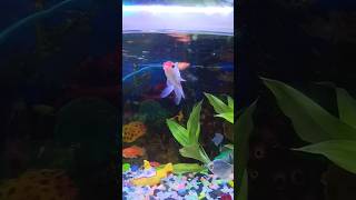 Beautiful gold fish videoscolourful fishes10 beautiful aquarium fishesaquarium fish videosshorts [upl. by Prebo]