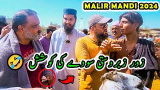 Malir Cow Mandi PRICE amp FUN BARGAINING  Cattle Market Karachi  Bakra Eid 2024 [upl. by Margot]