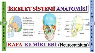 2 İSKELET SİSTEMİ ANATOMİSİ  Kafa Kemikleri Neurocranium Kemikleri Konuanlatımı  Bölüm 2 [upl. by Naj556]