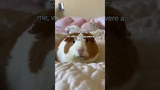 Guinea pig version foryou cute guineapig funny [upl. by Carin]