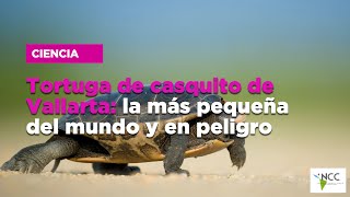 Tortuga de casquito de Vallarta la más pequeña del mundo y en peligro [upl. by Yoshi114]