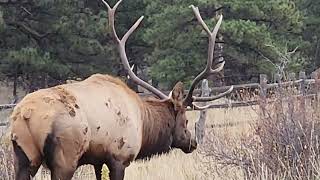 Bugling Bull Elk [upl. by Oneill]