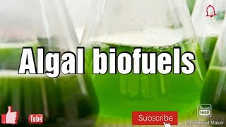 Algal biofuels in Hindi M Sc botany [upl. by Arlina414]