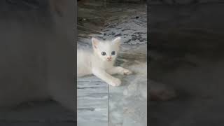 today kittens litter training best litter for catscats litter question answer 😸😸 [upl. by Reade]