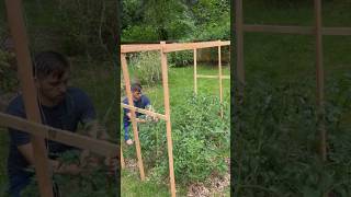 Build a Free Trellis For Your Garden in 15 minutes garden diy trellis [upl. by Aldredge]