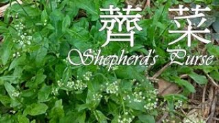 野生薺菜料理 Shepherds Purse [upl. by Oemac515]