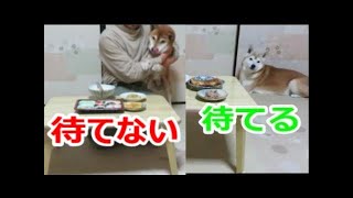 待てる犬と待てない犬 この差って？柴犬まめとちゃめ [upl. by Janette]