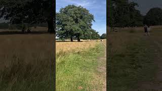 National Trust  Tatton Park United Kingdom 🇬🇧 [upl. by Ennalorac]