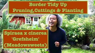 Border Tidy Up  Pruning Cuttings amp Planting Spiraea x cinerea Grefsheim Meadowsweets [upl. by Melvyn]