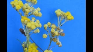 PERPETUA o SIEMPREVIVA Helichrysum stoechas PLANTAS MEDICINALES [upl. by Ingraham710]