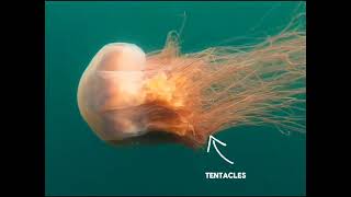 Secrets and Curiosities about Lions Mane Jellyfish [upl. by Assenej]