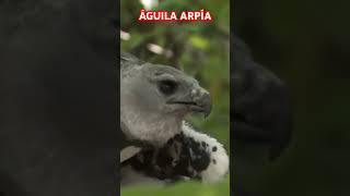 Águila Arpía [upl. by Heuser398]