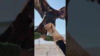 Feeding the eagleeaglefalconhuntinggoldeneagle [upl. by Ellenrahc]