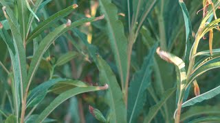 Fireweed Gathering  EartHandGleaners Society [upl. by Zakarias]