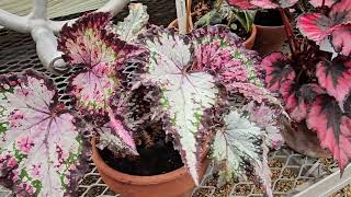 BEGONIA REX PLANT [upl. by Nahgiem]