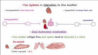 Lecture10 Sensory Physiology [upl. by O'Neil100]