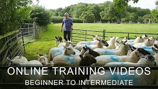 Online Sheepdog Training Tutorials at The Working Sheepdog Website [upl. by Arracot]