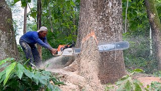 The best chainsaw from Stihl Conquering 3 difficult trees easily‼️ [upl. by Dev]