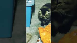 Big house cat mating with small cat [upl. by Lraep]