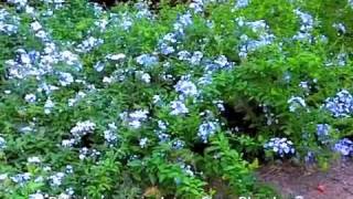 Plumbago auriculata  Cape Plumbago [upl. by Yeldah]