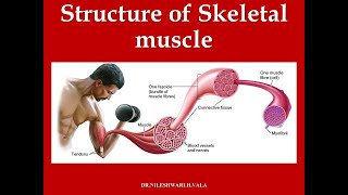 STRUCTURE OF MUSCLE [upl. by Eiral]