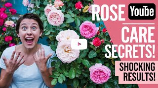 Ultimate Guide to Rose Care Tips for Beautiful Full Blooms All Season Long 🌹 [upl. by Ordnaxela]