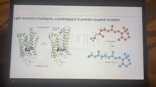 Rhodopsin Activation [upl. by Sherborne804]