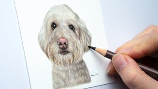 Drawing a White Poodle Tutorial  Colored Pencils for Beginners [upl. by Rehpitsirhc]