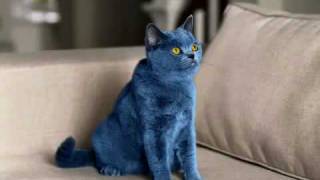 Smarties  comercial do Blue Cat para a Nestlé UK  MKTmaiscom [upl. by Iahc]