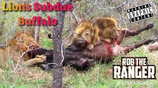 Lions Overpower A Buffalo  Intense Lion vs Buffalo Safari Sighting [upl. by Scevour]