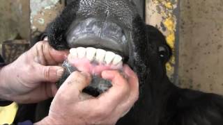 Estimating Cattle Age by Dentition [upl. by Wit819]