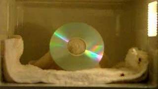 THE BEST CD In Microwave [upl. by Dombrowski529]