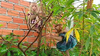 so funny lovely monkey jalie and george Climb the tree in front of the house [upl. by Swenson]