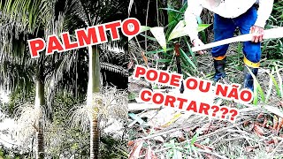 Mostrando as palmeiras e qual delas eu retiro o palmito para conserva ou salada [upl. by Ringler]