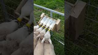 Homemade lamb feeder [upl. by Lust]