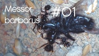 AmazingAnts  Messor barbarus  01 Introduction [upl. by Straub553]