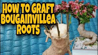 How to graft bougainvillea roots  Bougainvillea Bonsai  Multigrafting bougainvillea [upl. by Ldnek503]