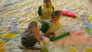 Baby White Bellied Caiques 5 to 6 weeks old [upl. by Llerdna]