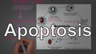 Apoptosis A Programmed Cell Death Process and its Regulation [upl. by Lesley358]